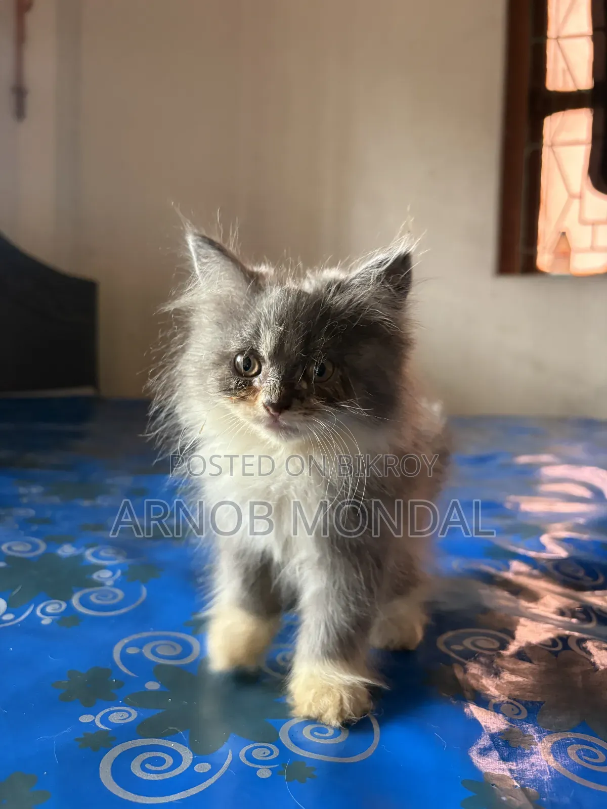 6-12 Months Male Purebred Persian