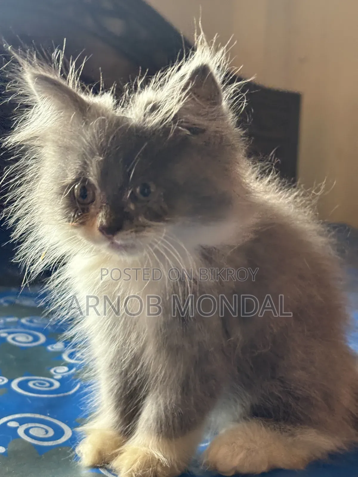 6-12 Months Male Purebred Persian