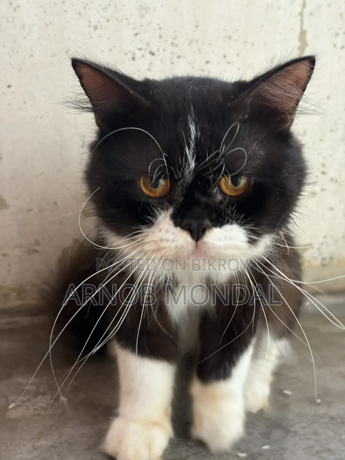 6-12 Months Male Purebred Persian