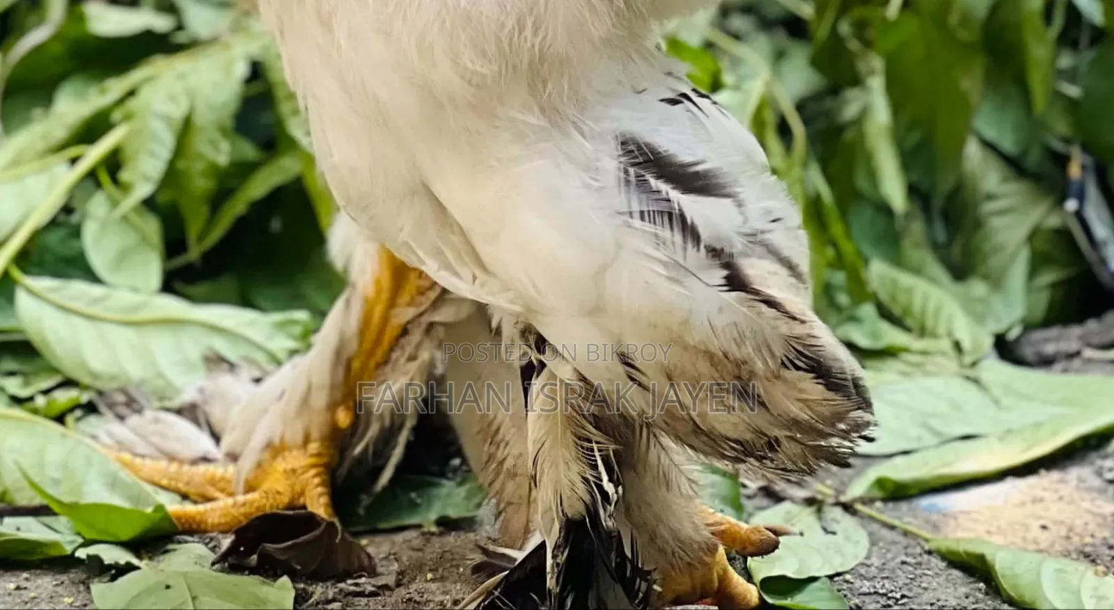 ব্রামহা মোরগ