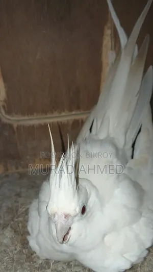 Lutino & Albino