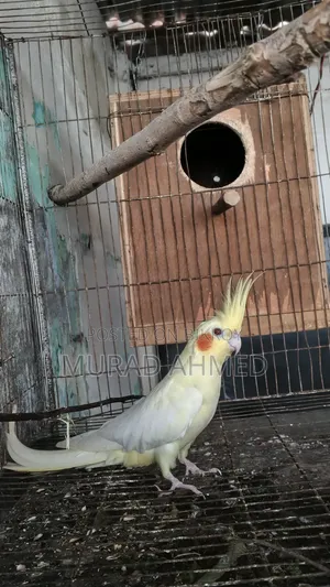 Lutino & Albino