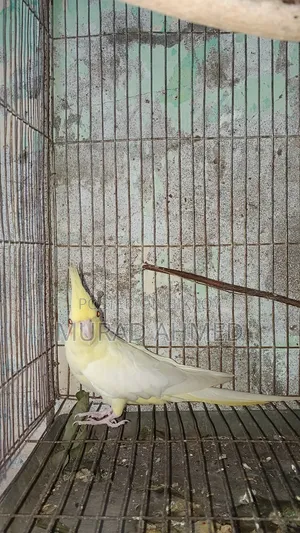 Lutino & Albino