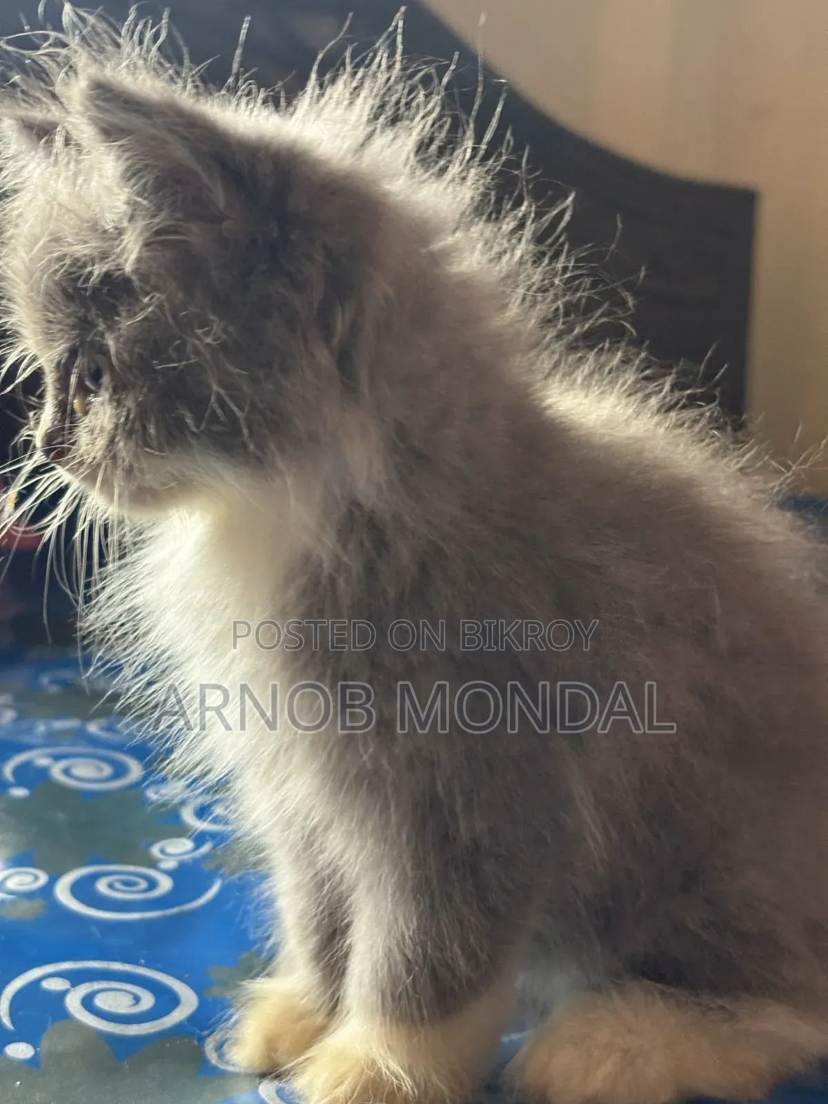 1-3 Months Male Purebred Persian