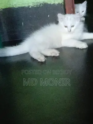 ১-৩ মাস বয়সী ফিমেল মিক্সড ব্রিড পার্সিয়ান