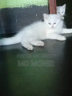 ১-৩ মাস বয়সী ফিমেল মিক্সড ব্রিড পার্সিয়ান