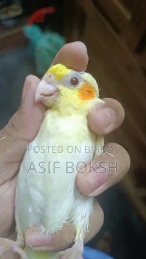 টেম সাইজ ককটেল বেবি বিক্রি হবে ২ টা সম্পূর্ণ সুস্থ, চঞ্চল