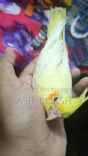 টেম সাইজ ককটেল বেবি বিক্রি হবে ২ টা সম্পূর্ণ সুস্থ, চঞ্চল