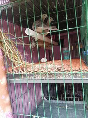 চার খোপের নতুন একটি পাখির খাঁচা