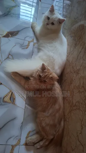 ১+ বছরের ফিমেল পিওরব্রেড পার্সিয়ান
