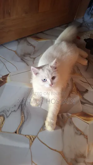 ১+ বছরের ফিমেল পিওরব্রেড পার্সিয়ান