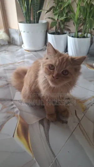 ১+ বছরের ফিমেল পিওরব্রেড পার্সিয়ান