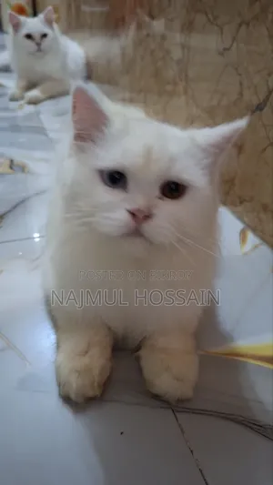 ১+ বছরের ফিমেল পিওরব্রেড পার্সিয়ান