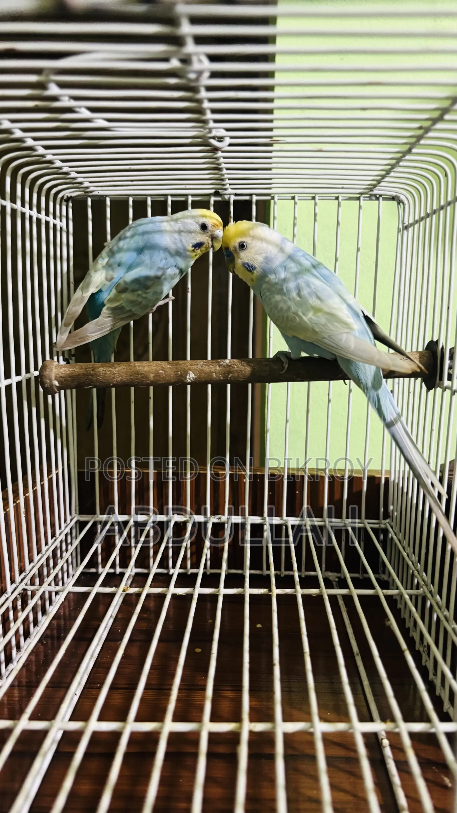 Rainbow Running Pair