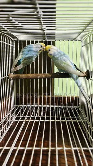 Rainbow Running Pair