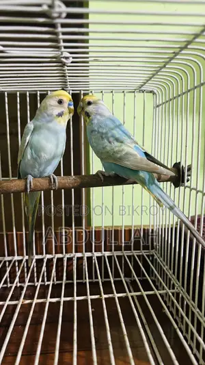 Rainbow Running Pair