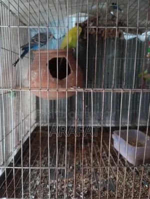 বাজিগড় পাখি