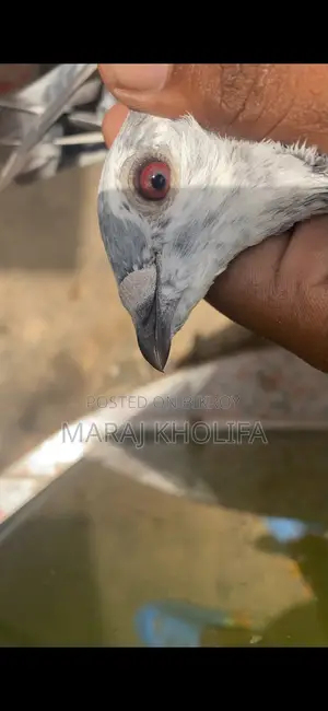 ২টি মেল গ্রিজল সুপার কোয়ালিটি