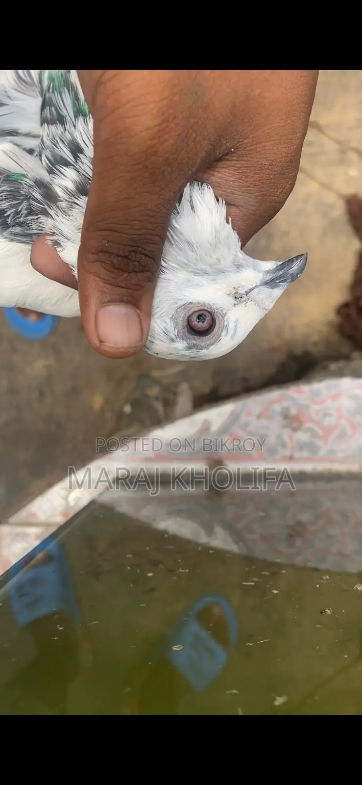 ২টি মেল গ্রিজল সুপার কোয়ালিটি