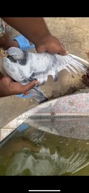 ২টি মেল গ্রিজল সুপার কোয়ালিটি