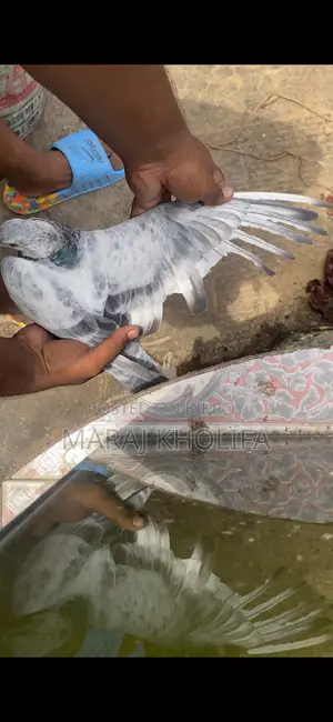 ২টি মেল গ্রিজল সুপার কোয়ালিটি