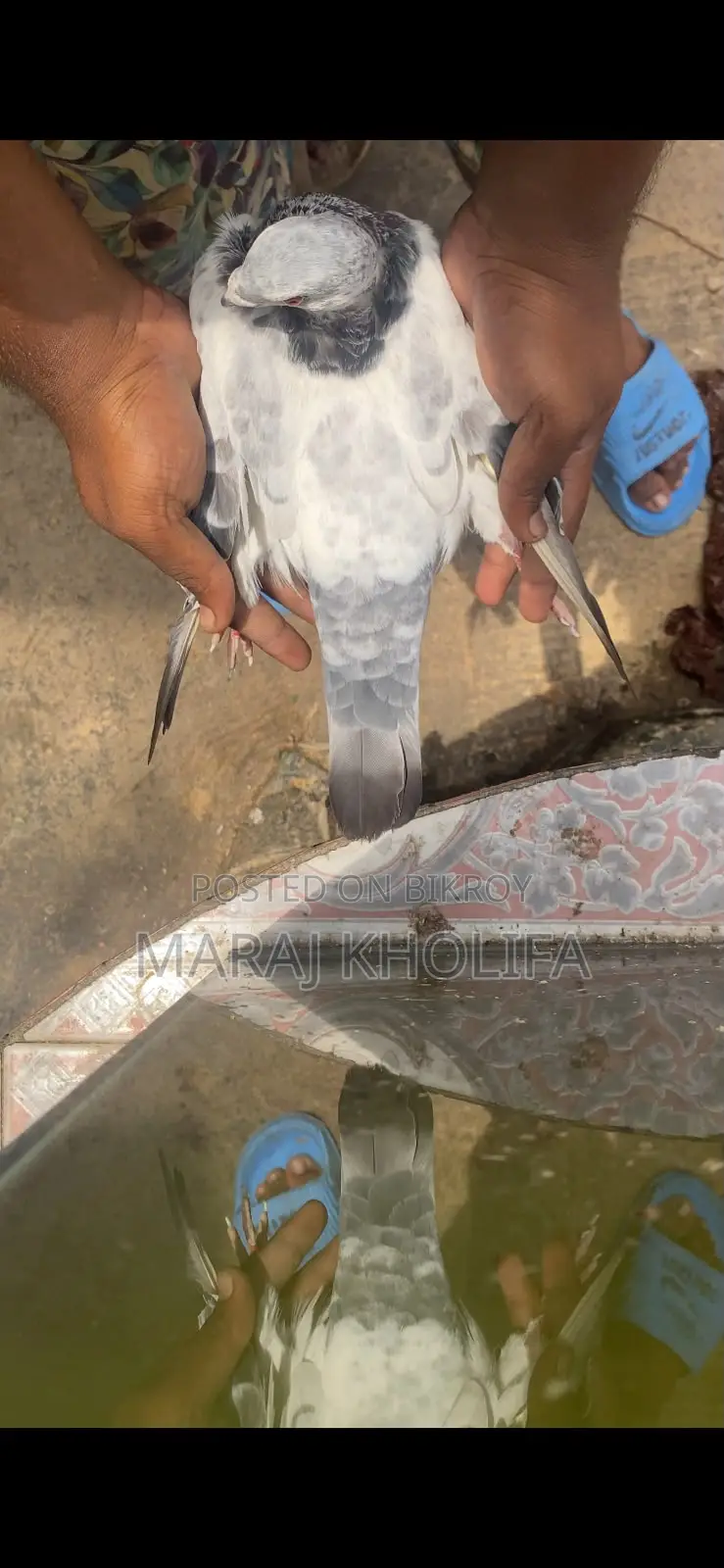 ২টি মেল গ্রিজল সুপার কোয়ালিটি