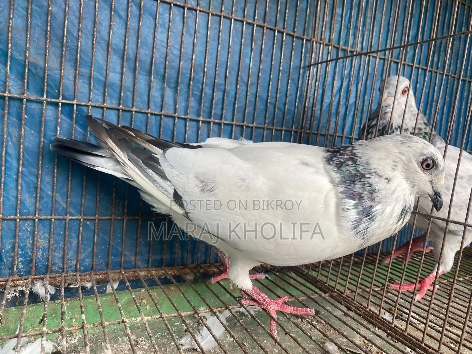 ২টি মেল গ্রিজল সুপার কোয়ালিটি