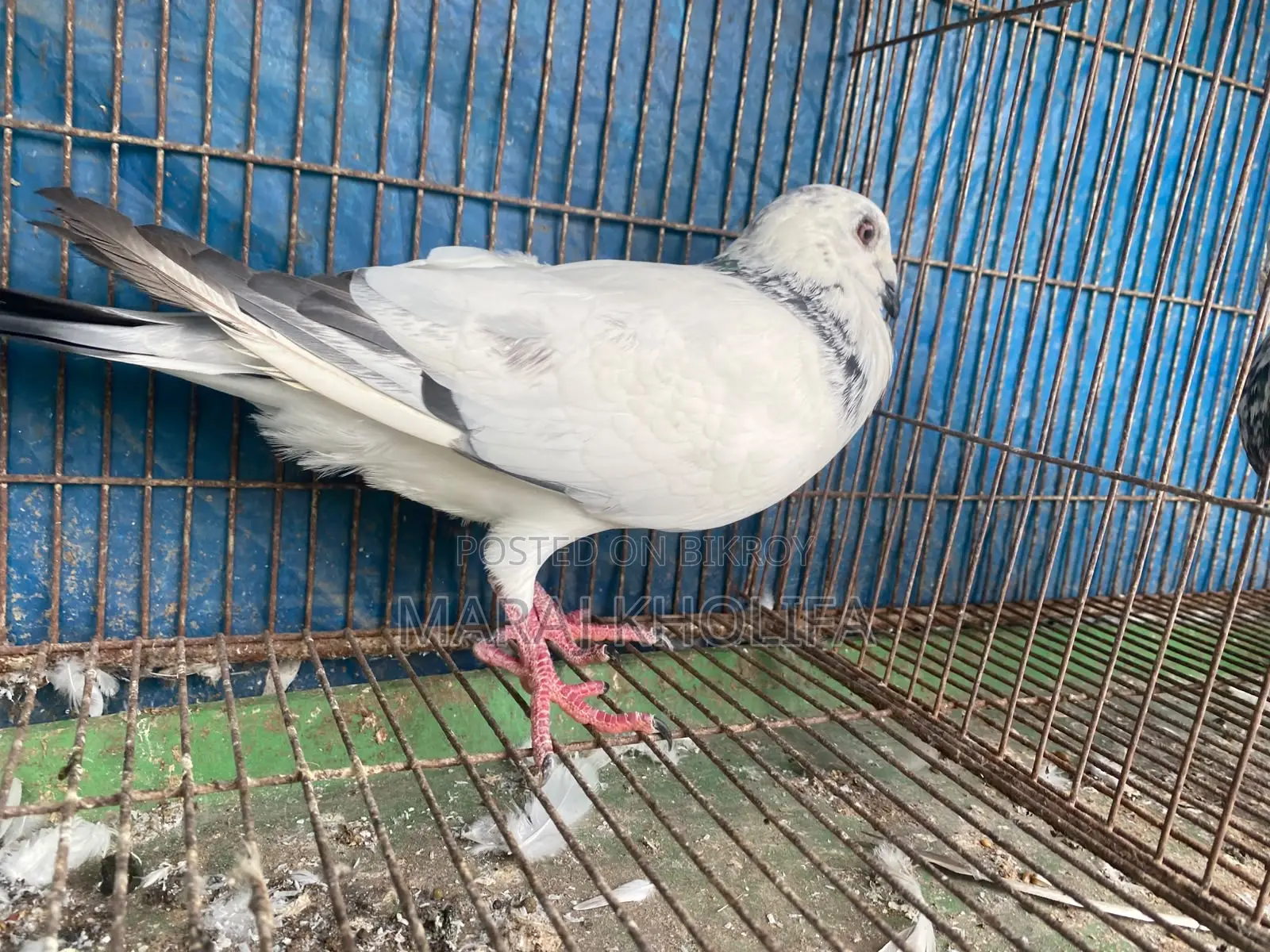 ২টি মেল গ্রিজল সুপার কোয়ালিটি