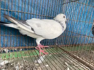 ২টি মেল গ্রিজল সুপার কোয়ালিটি