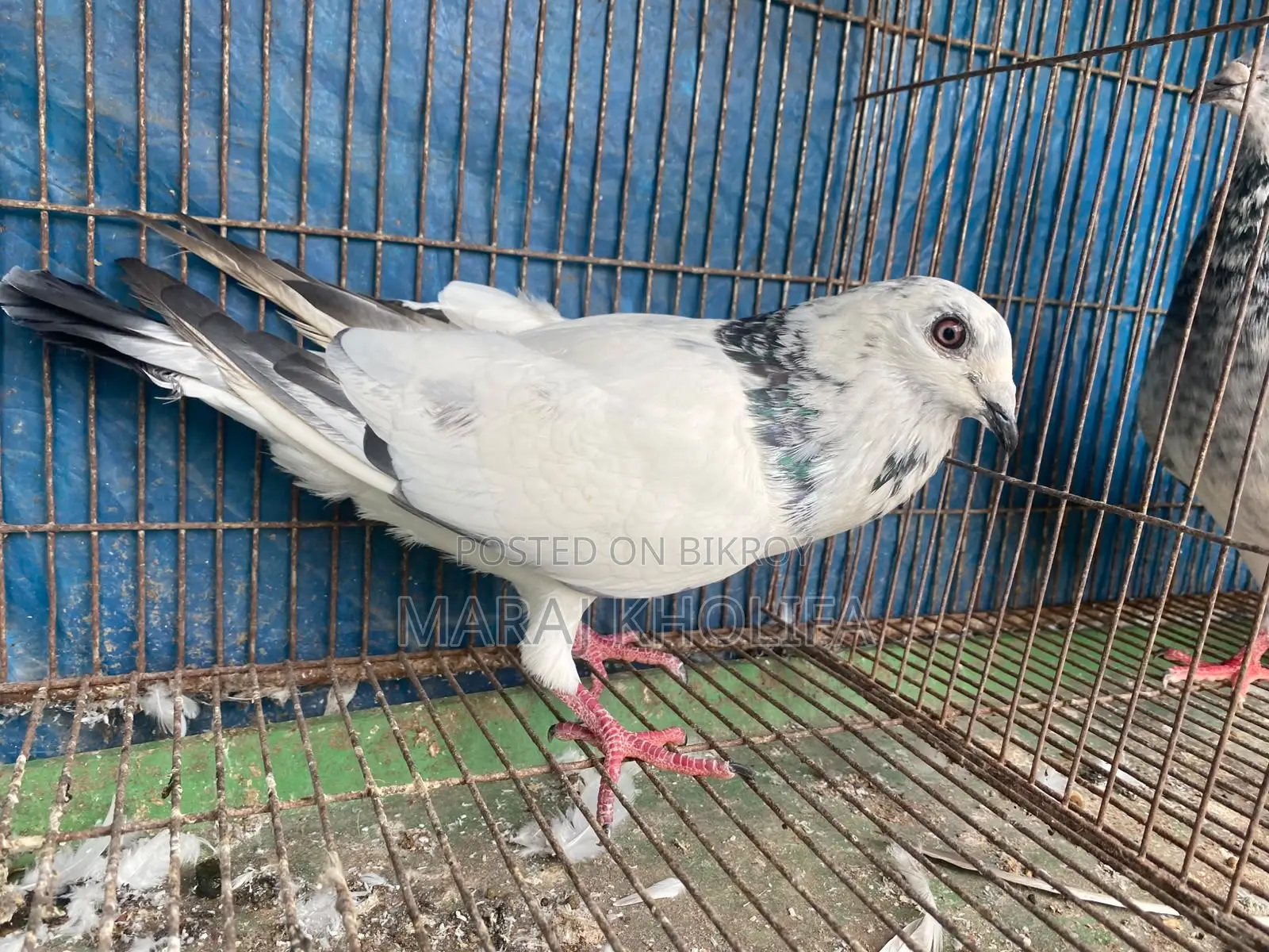 ২টি মেল গ্রিজল সুপার কোয়ালিটি