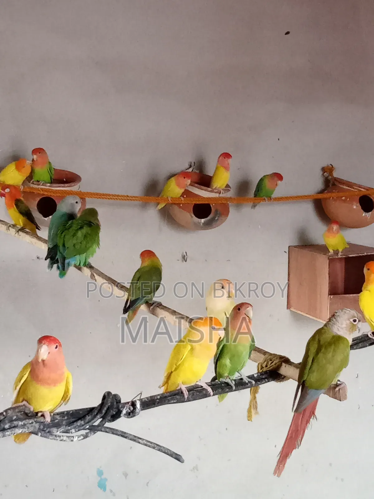 লাভ বার্ড ব্রিডিং জোড়া