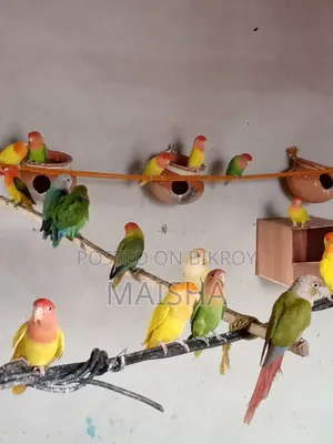 লাভ বার্ড ব্রিডিং জোড়া
