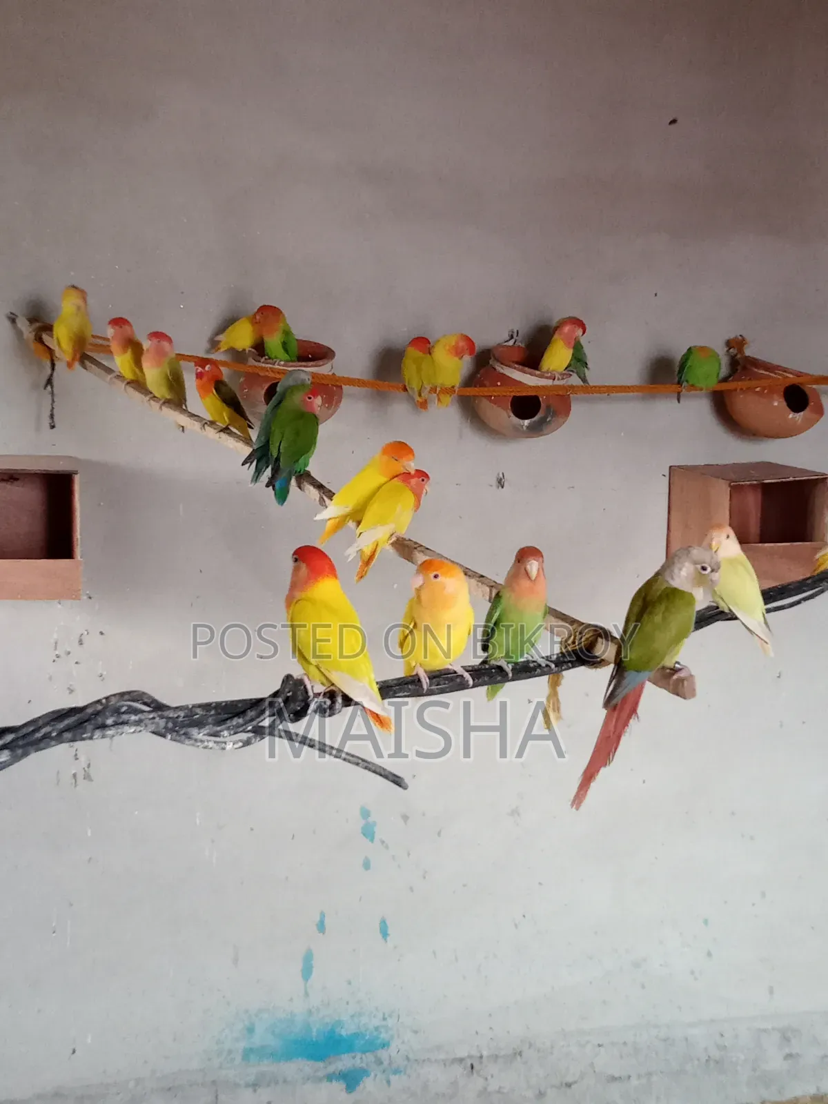 লাভ বার্ড ব্রিডিং জোড়া