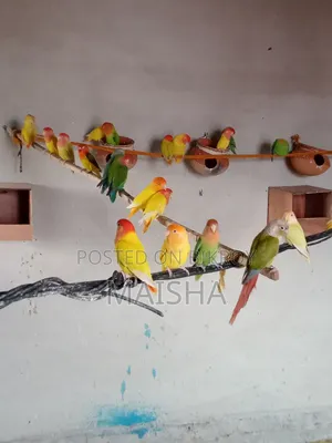 লাভ বার্ড ব্রিডিং জোড়া