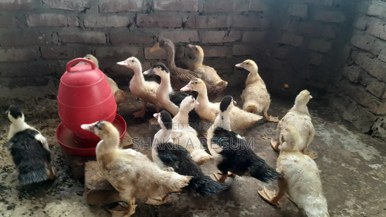 Chinese Ducklings