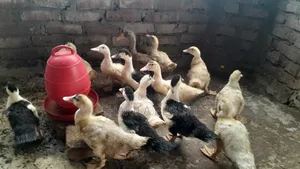 চীনা হাঁসের বাচ্চা