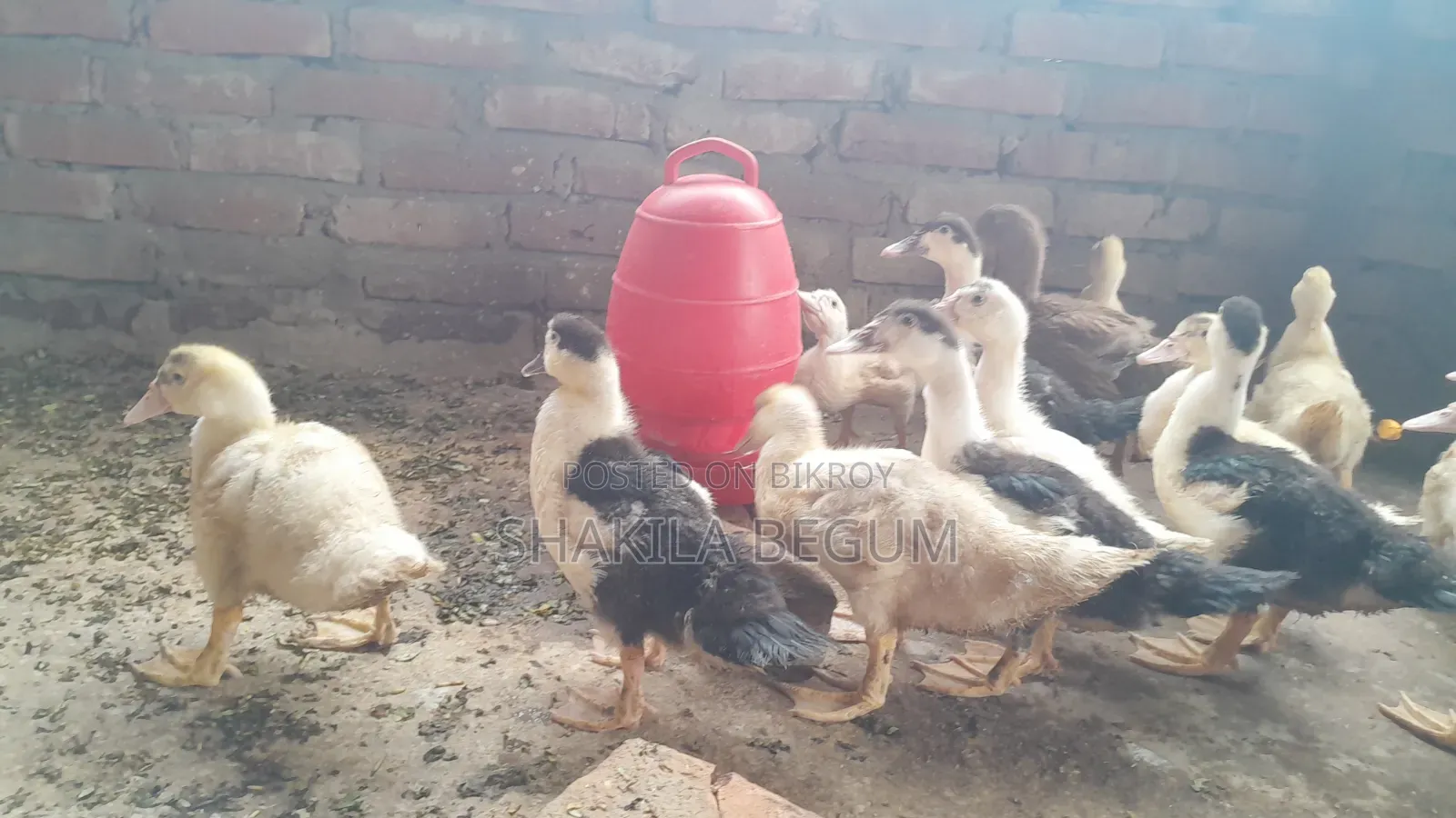 Chinese Ducklings