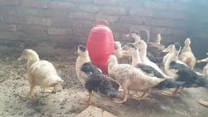 Chinese Ducklings
