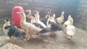 Chinese Ducklings
