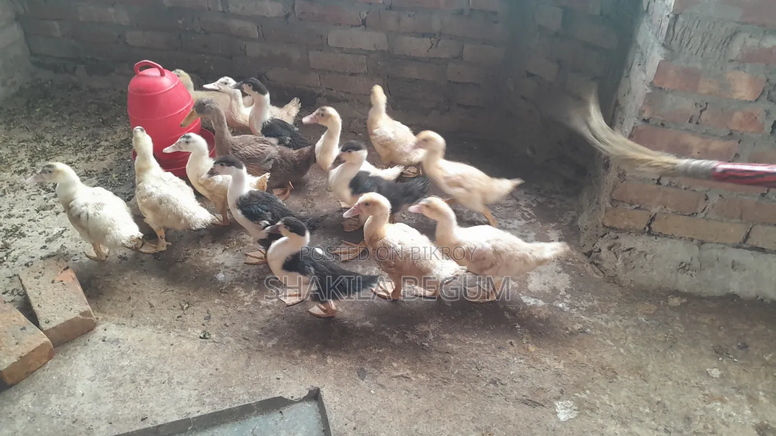 Chinese Ducklings