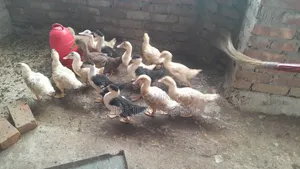 Chinese Ducklings