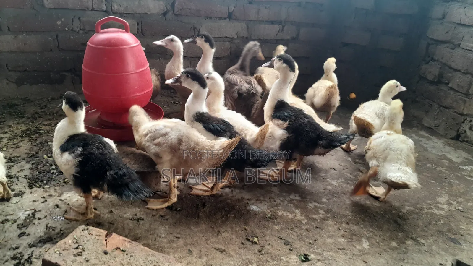 Chinese Ducklings