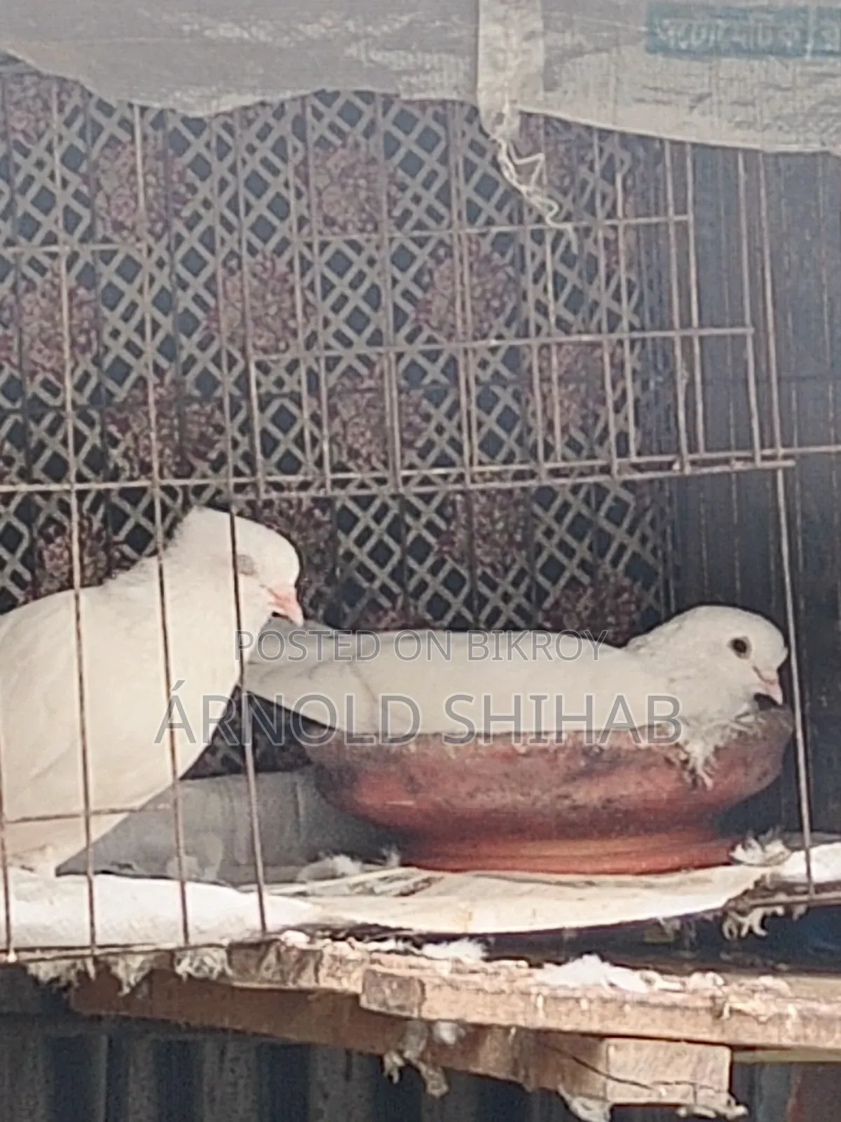কাগজি কবুতর