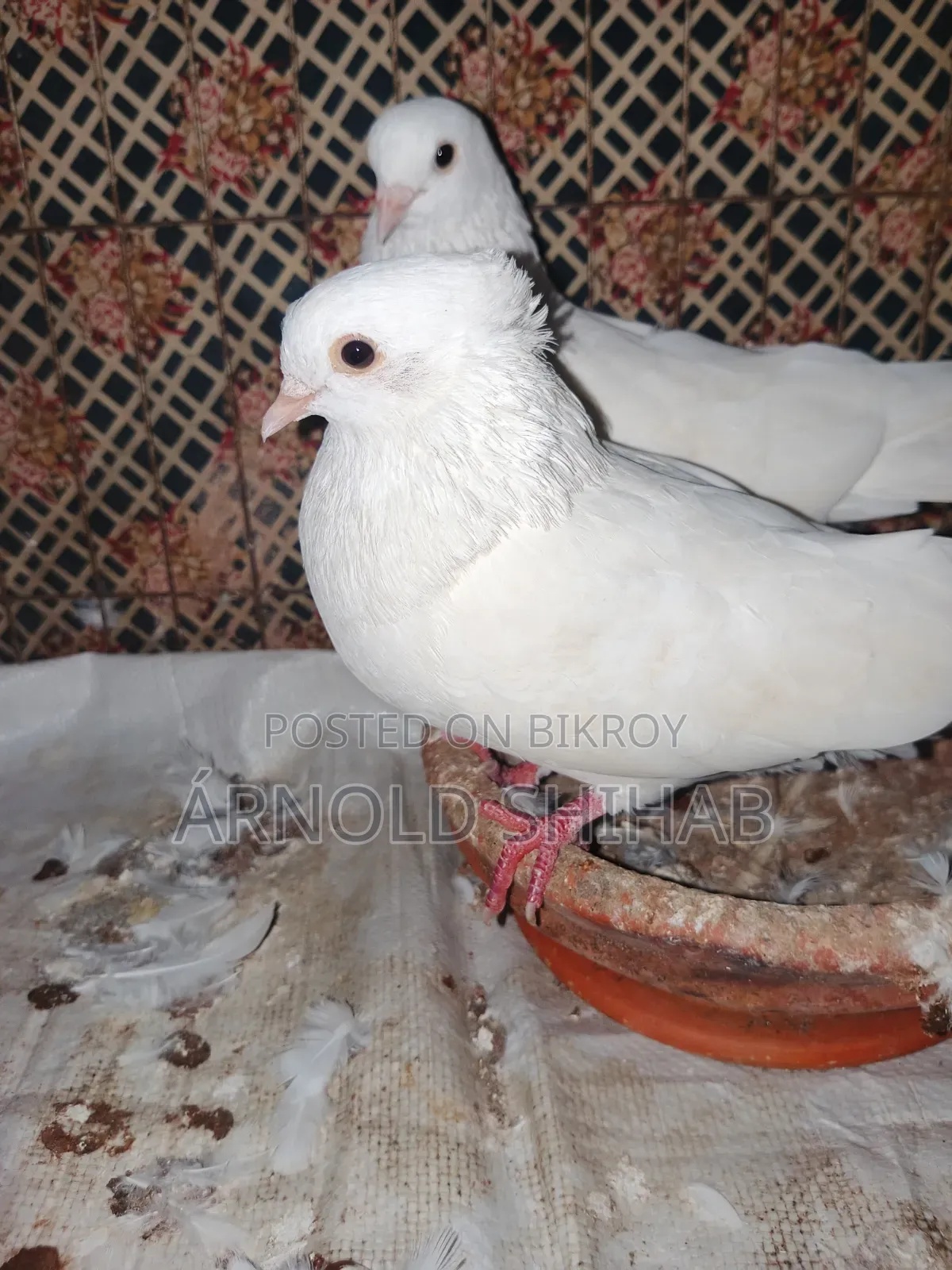 কাগজি কবুতর