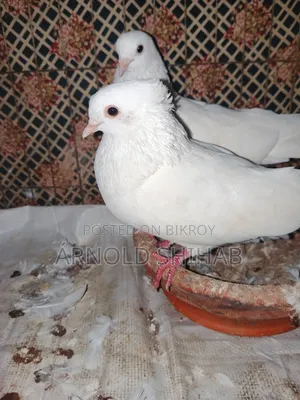 কাগজি কবুতর