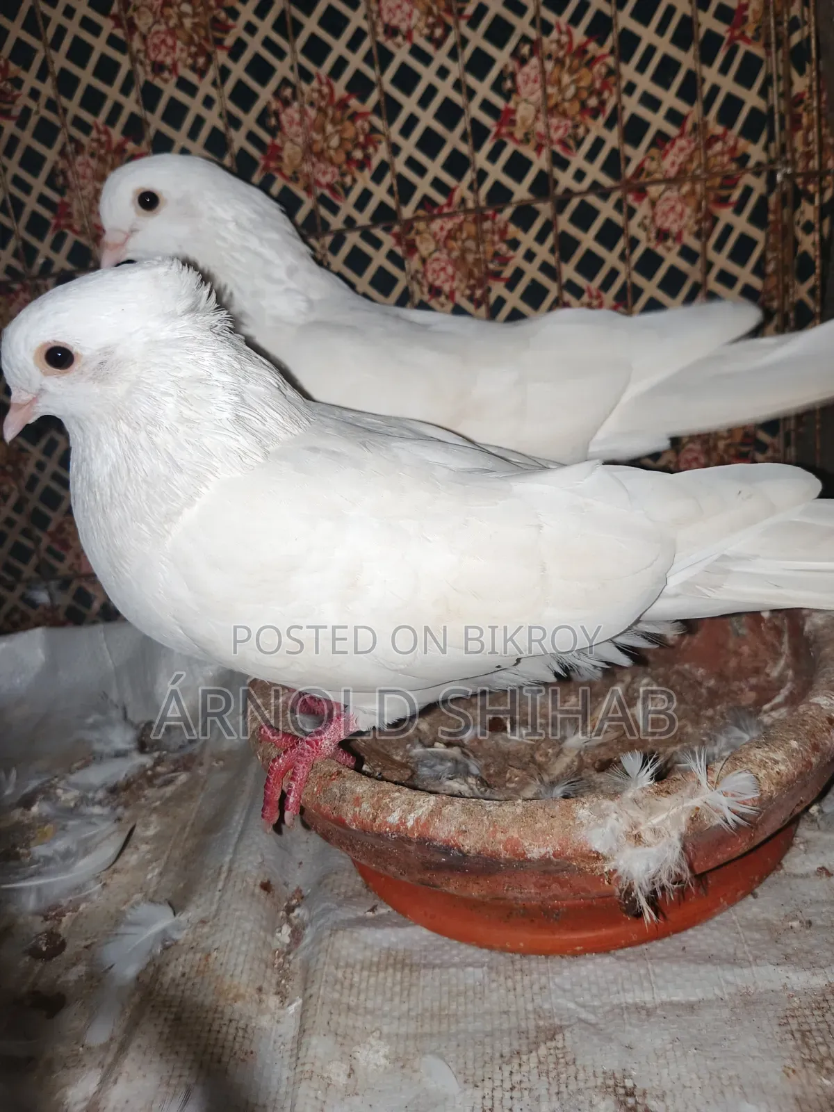 কাগজি কবুতর