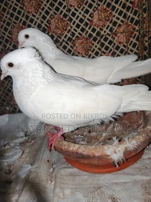 কাগজি কবুতর