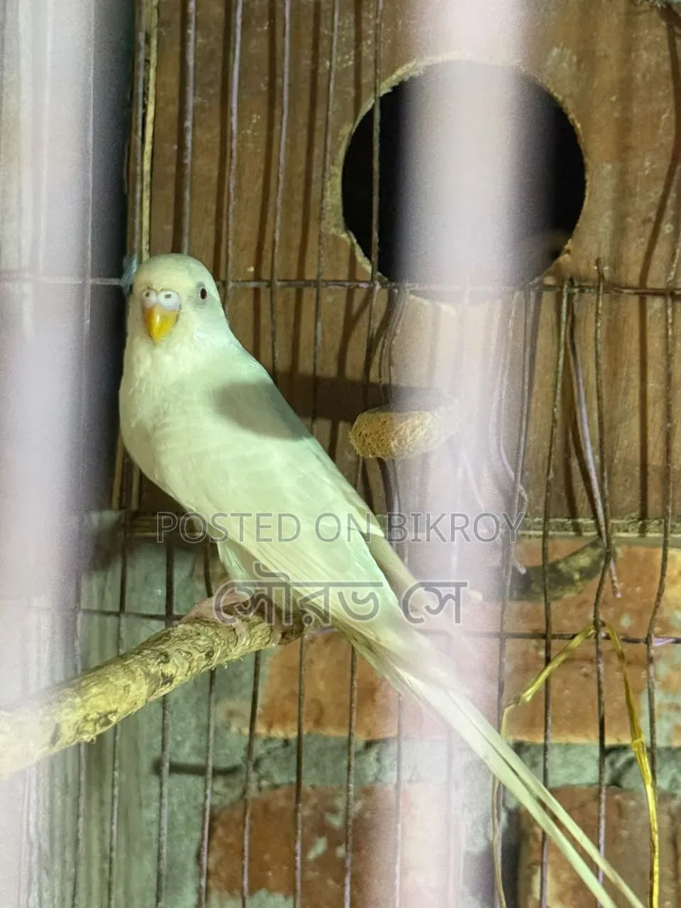 বাজরিগার পাখি