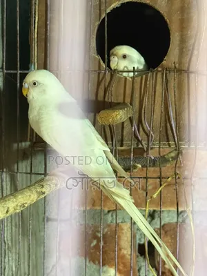 বাজরিগার পাখি