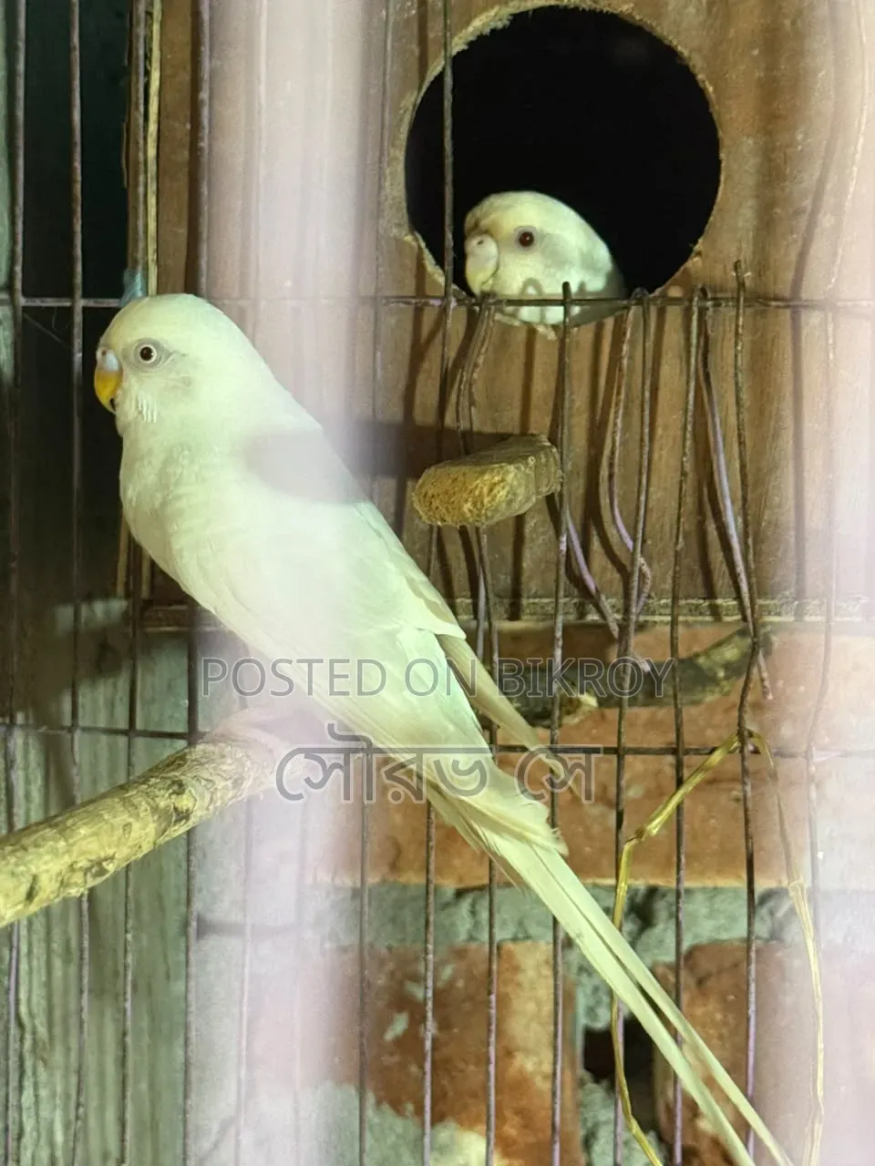 বাজরিগার পাখি